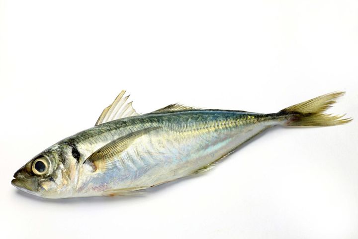 Kote fish
